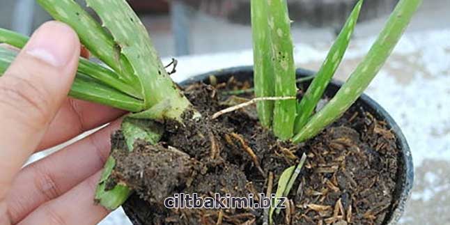 Aloe Vera Bitkisi Nasıl Yetiştirilir