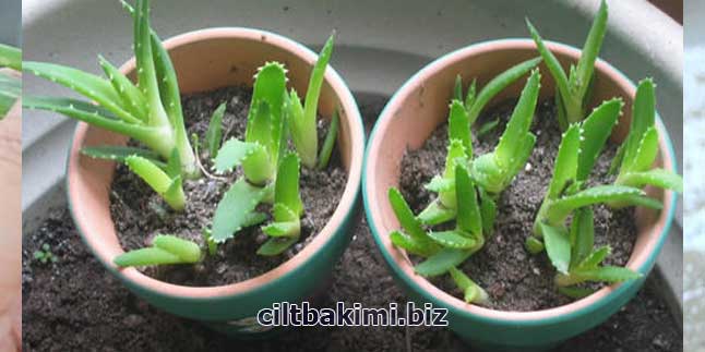 Aloe Vera Bitkisi Nasıl Çoğaltılır